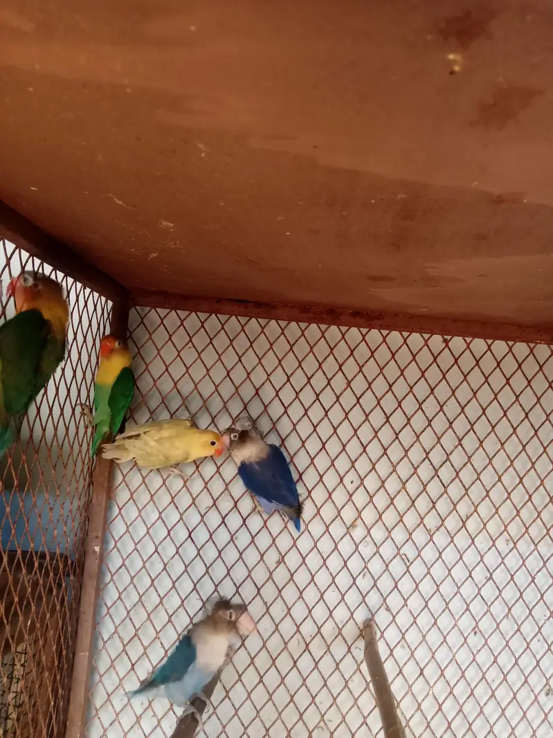 Lovebird buggies parrot — photo 3