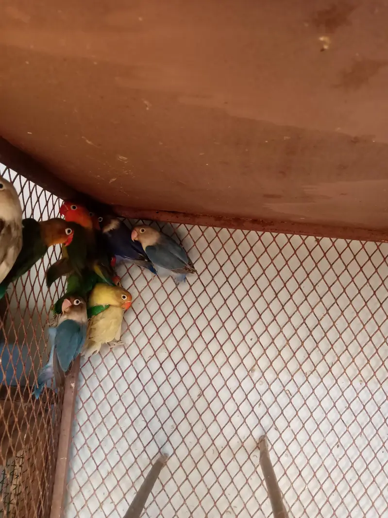 Lovebird buggies parrot — photo 4