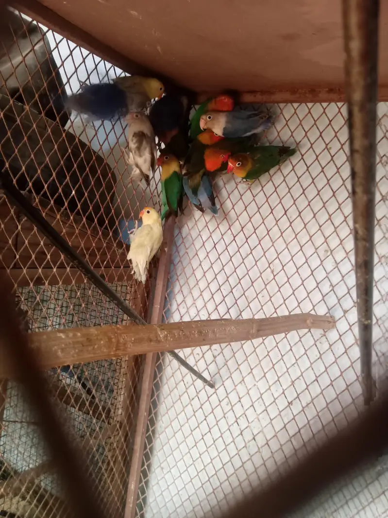 Lovebird buggies parrot — photo 5