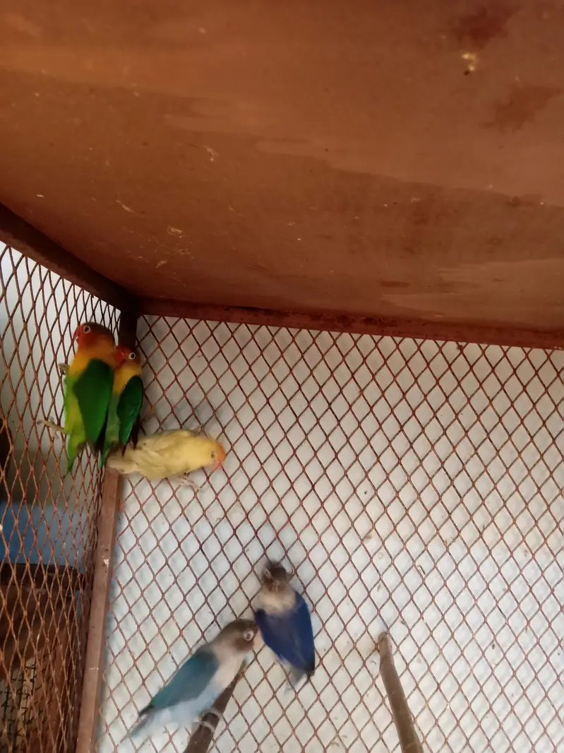 Lovebird buggies parrot — photo 6