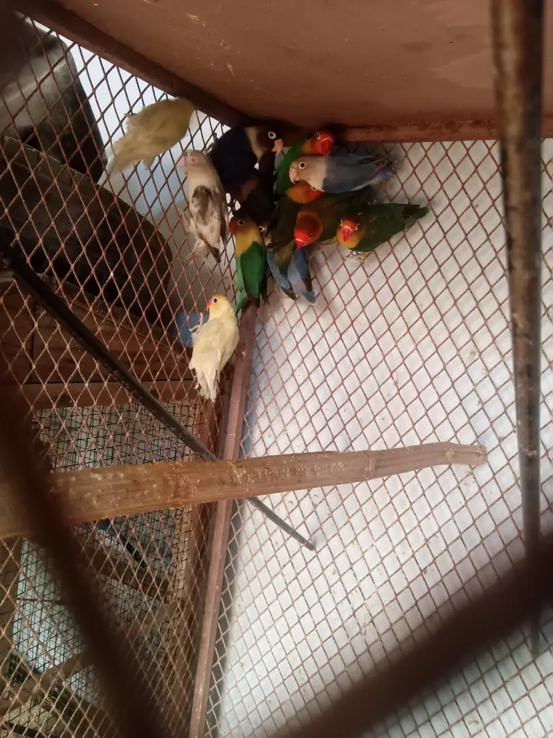 Lovebird buggies parrot — photo 7