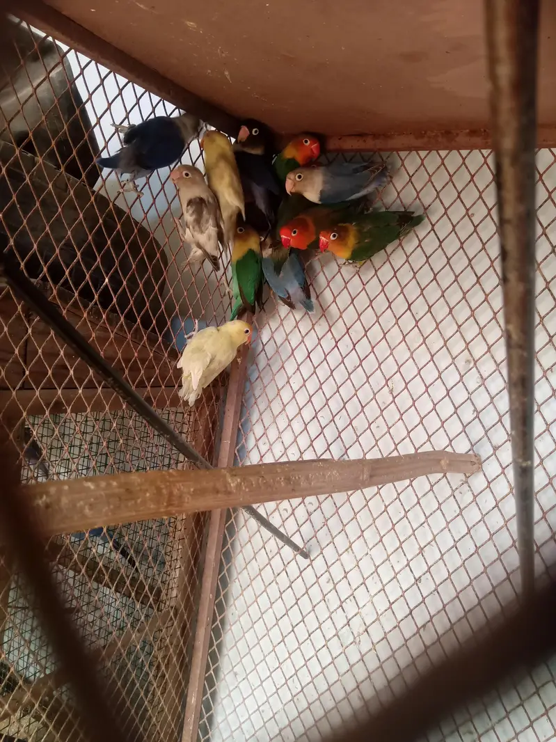 Lovebird buggies parrot — photo 8