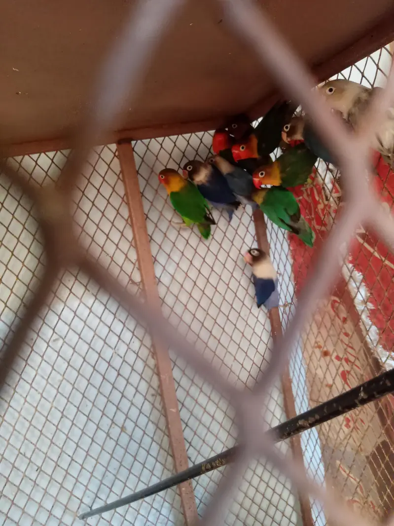 Lovebird buggies parrot — photo 9