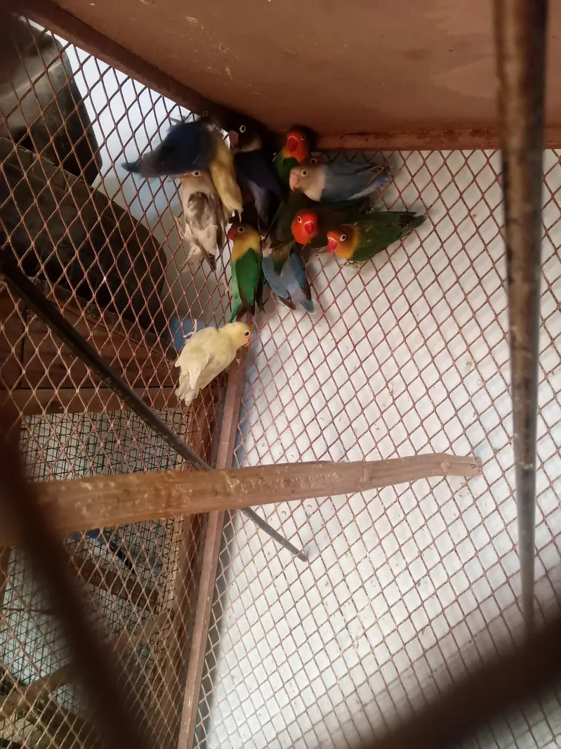 Lovebird buggies parrot — photo 10