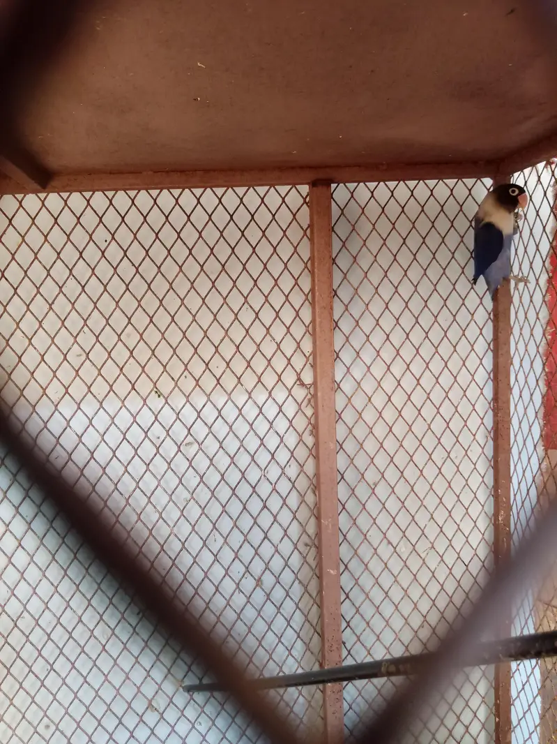 Lovebird buggies parrot — photo 11