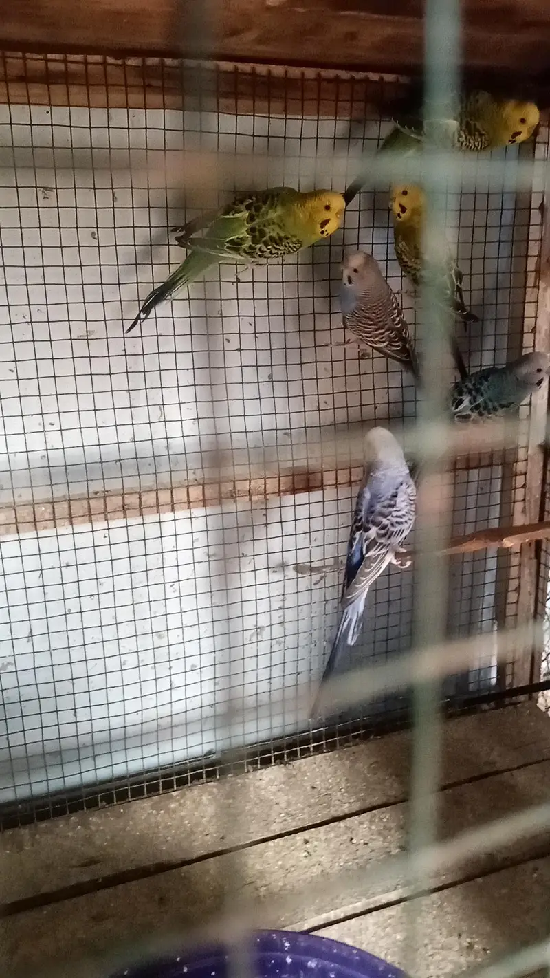 Lovebird buggies parrot — photo 12