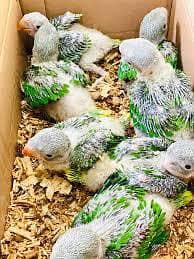 ringnck chicks healthy active babies