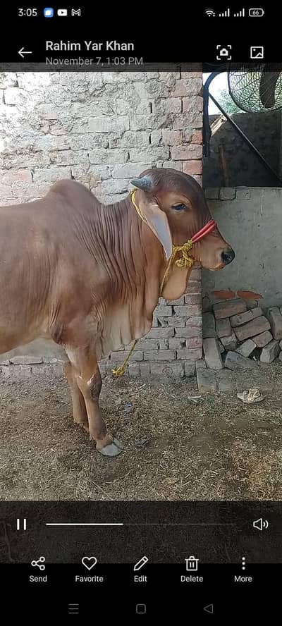 Pakkka kheera Brahman shape sahiwal bachra for Qurbani 2026