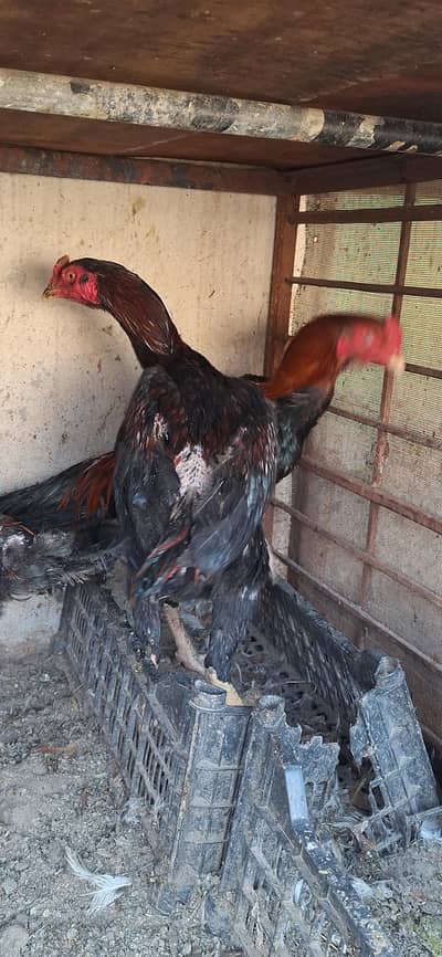 2 aseel murgay for sale