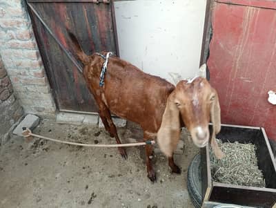 Nagra Goat dodh wali