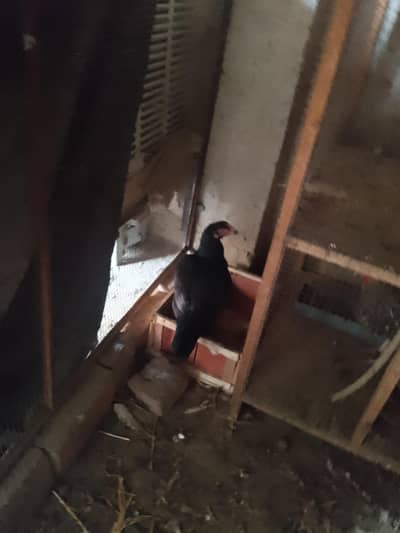 female hens black, brown,chini