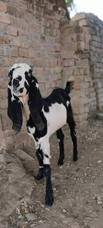 Goats For Sale , Bakri , Bakra, Pathi , Patha , Sadqa ,Aqiqa , Qurbani