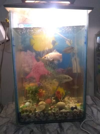 fish Aquarium all ok no lek all ok fish ka sat pump nahi ha