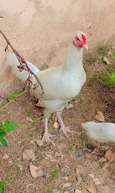 Desi murgha for sale