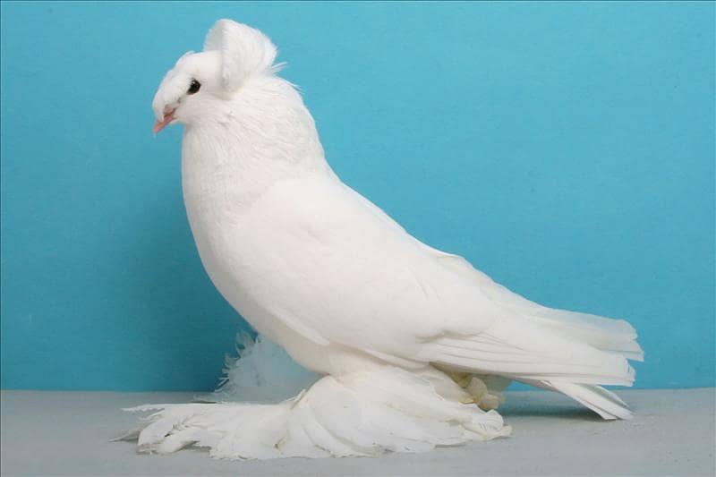 breeder pyar 4