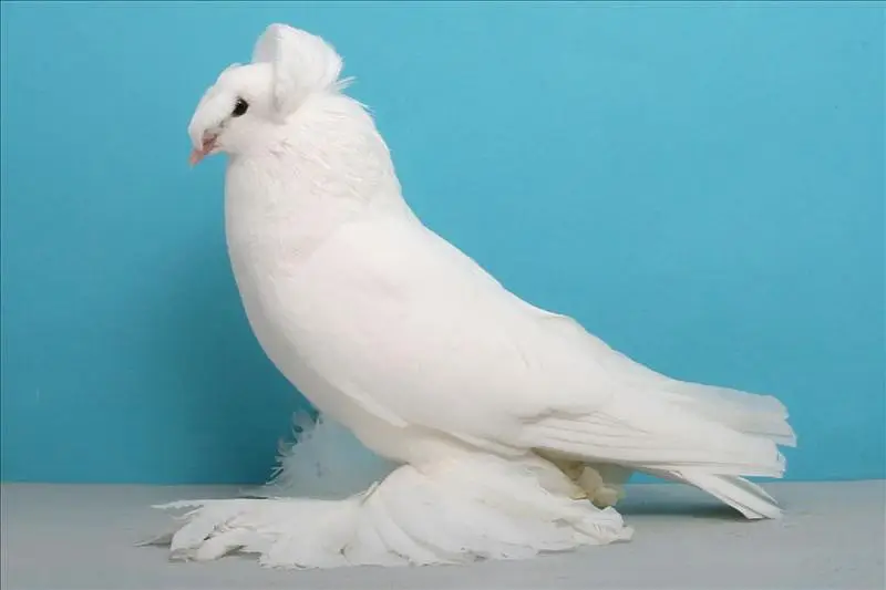 breeder pyar — photo 5