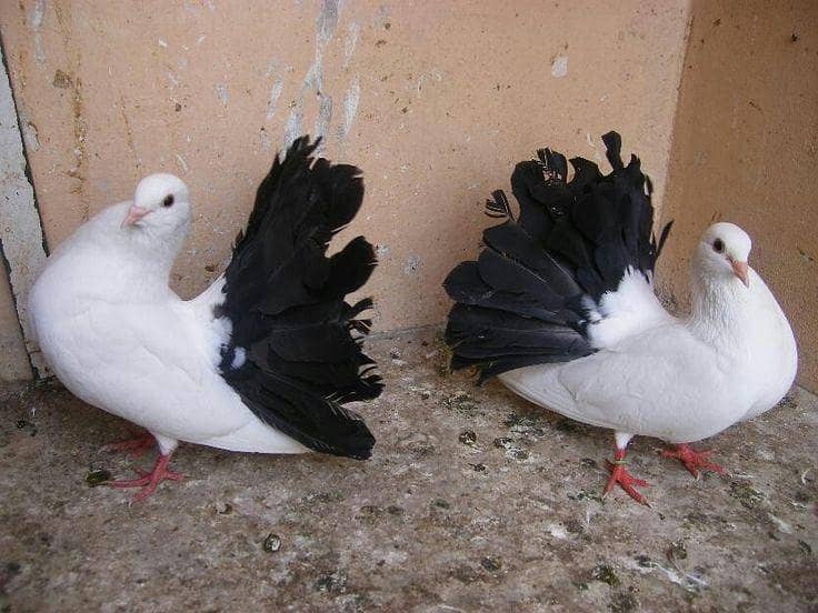 breeder pyar 5