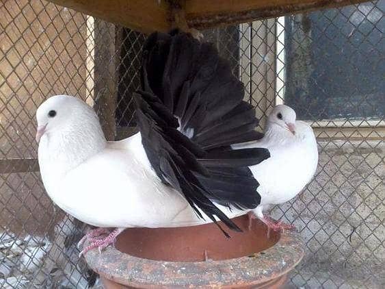breeder pyar 6