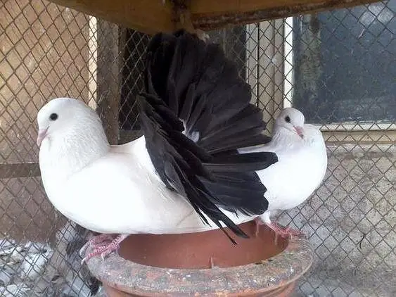 breeder pyar — photo 7