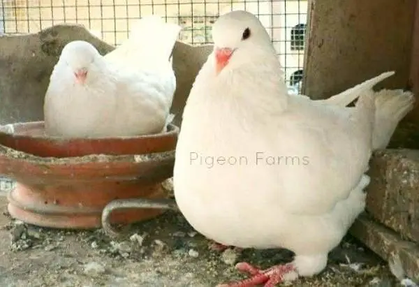 breeder pyar — photo 8
