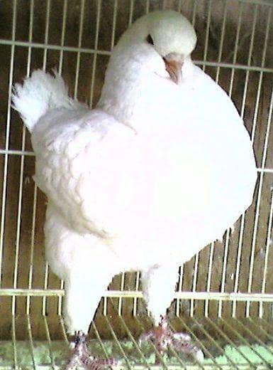 breeder pyar 8