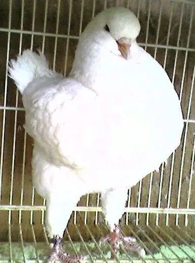 breeder pyar — photo 9