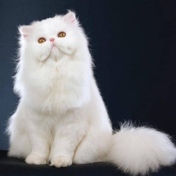 breeder pyar 9