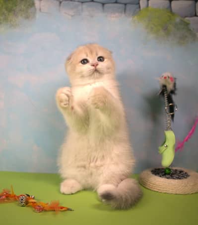 Scottish fold cat available