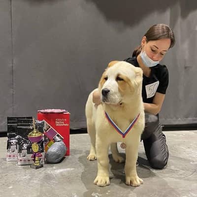 The Giant Alabai puppies available