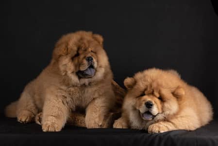 chow chow puppies available