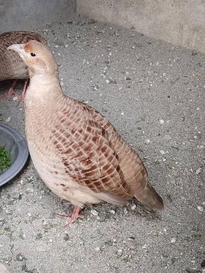 irani teetar bareedar pair ha