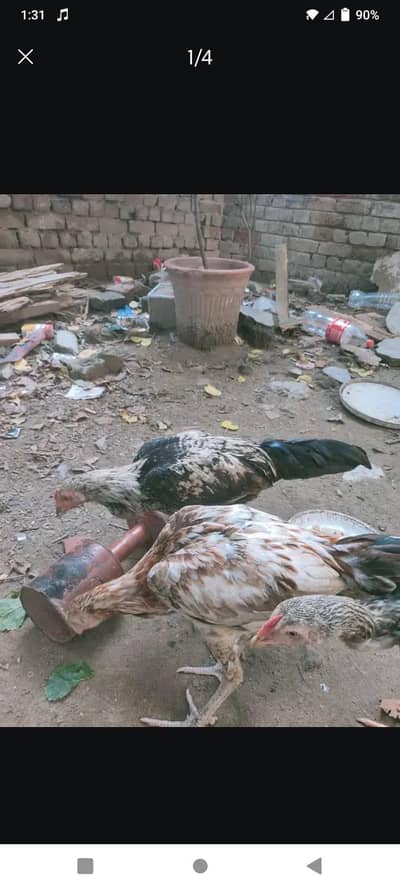 exchange with aseel kukar