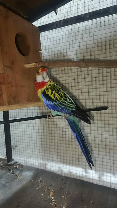 Rosella Pair Ready for first Breed