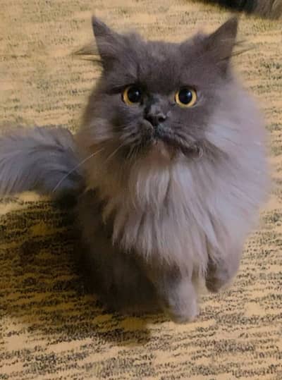 Triple coated Persian cat