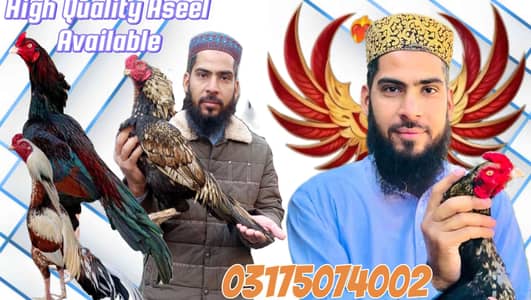 Danish-ur-Rehman Tanoli