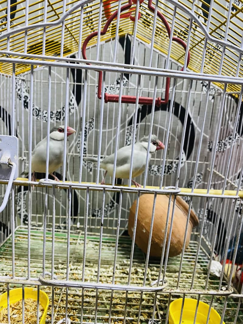 java finch with pinjra 1