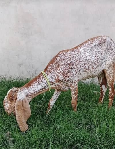2 female goat makhi cheeni
