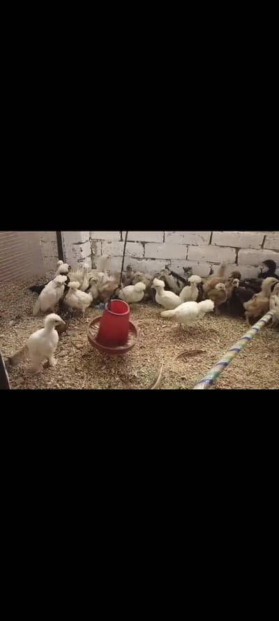 polish silky and heavy buff all color chicks available for sell