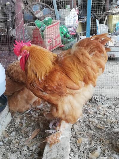 polish silky and heavy buff all color chicks available for sell