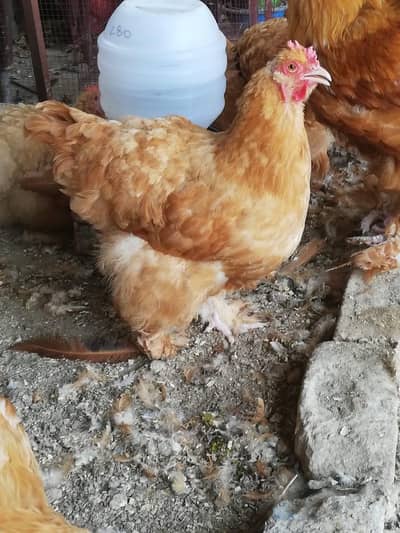 polish silky and heavy buff all color chicks available for sell