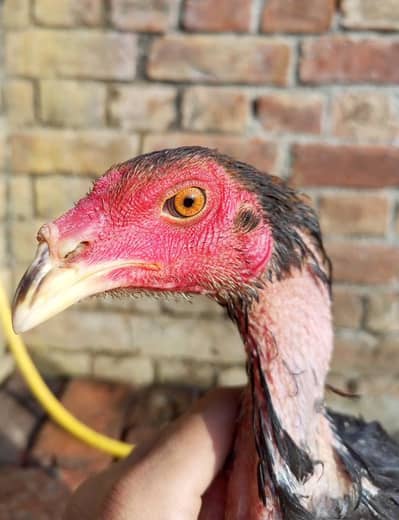 Thai one male and 2 femailes