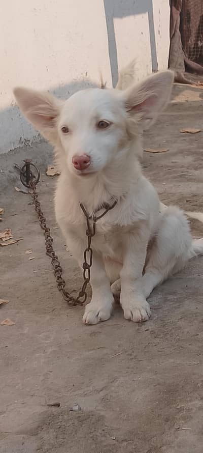 Female Russian Baby Dogs