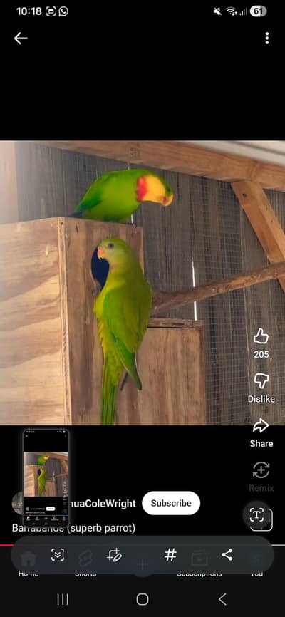 Barraband Parrot female.