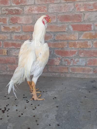 heera pure kandahari parrot beek pair