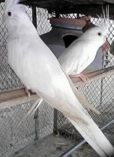 Eno cocktail pair white color red eyes  ready to breed