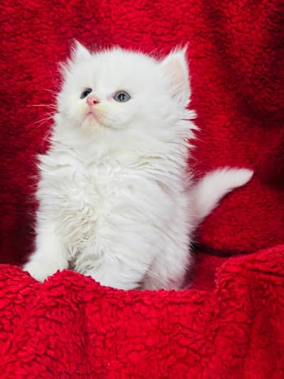 persian cats and kittens for sale wtsapp (0307/710/92/69)
