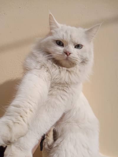 Persian double coated cat