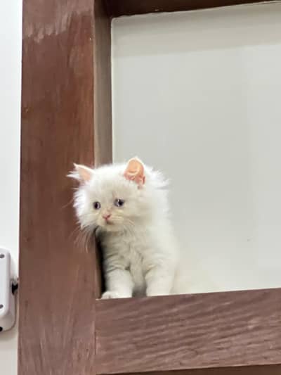 persian cat