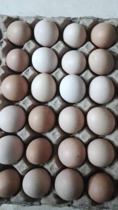 Desi eggs