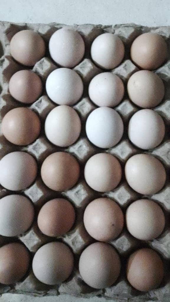 Desi eggs 0